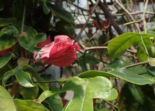 Image of passionflower