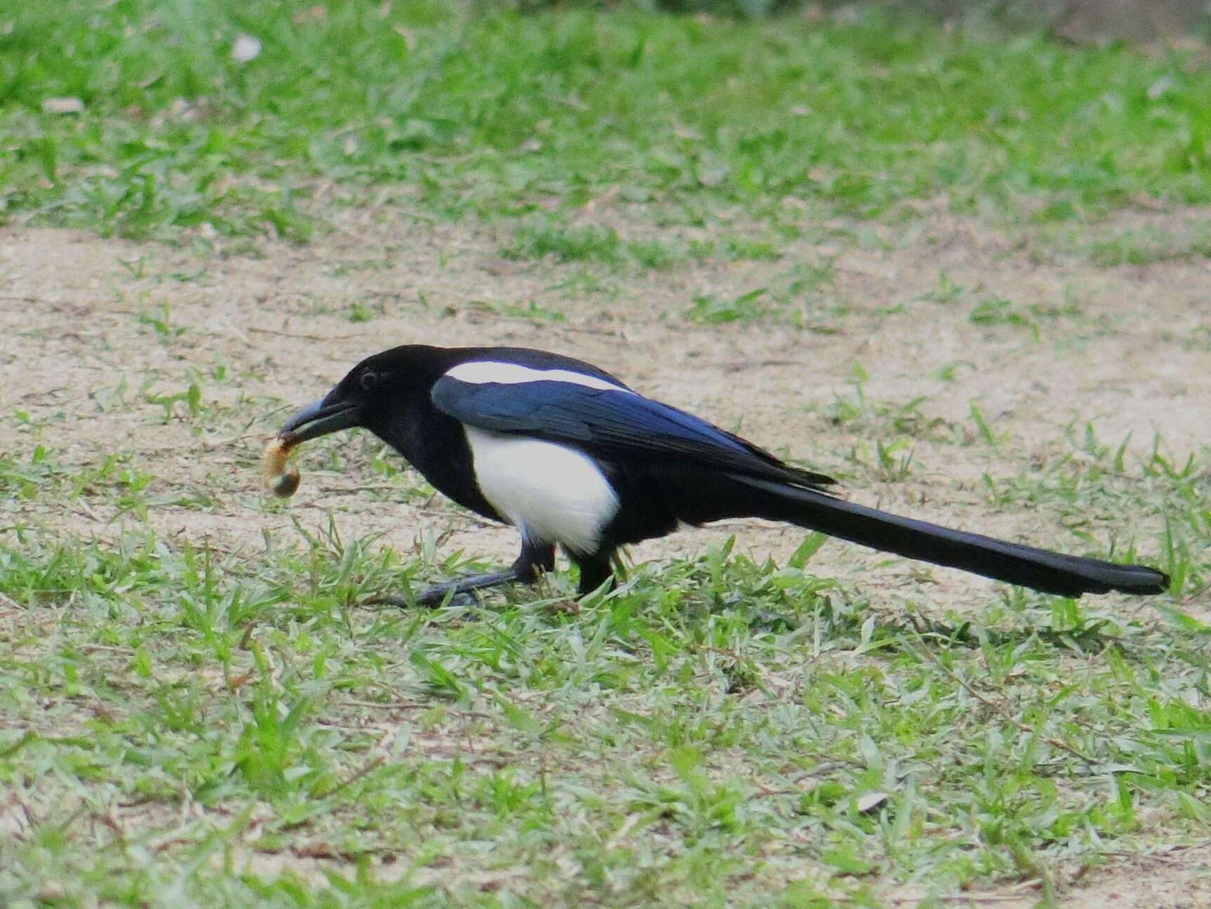 Image of Oriental Magpie