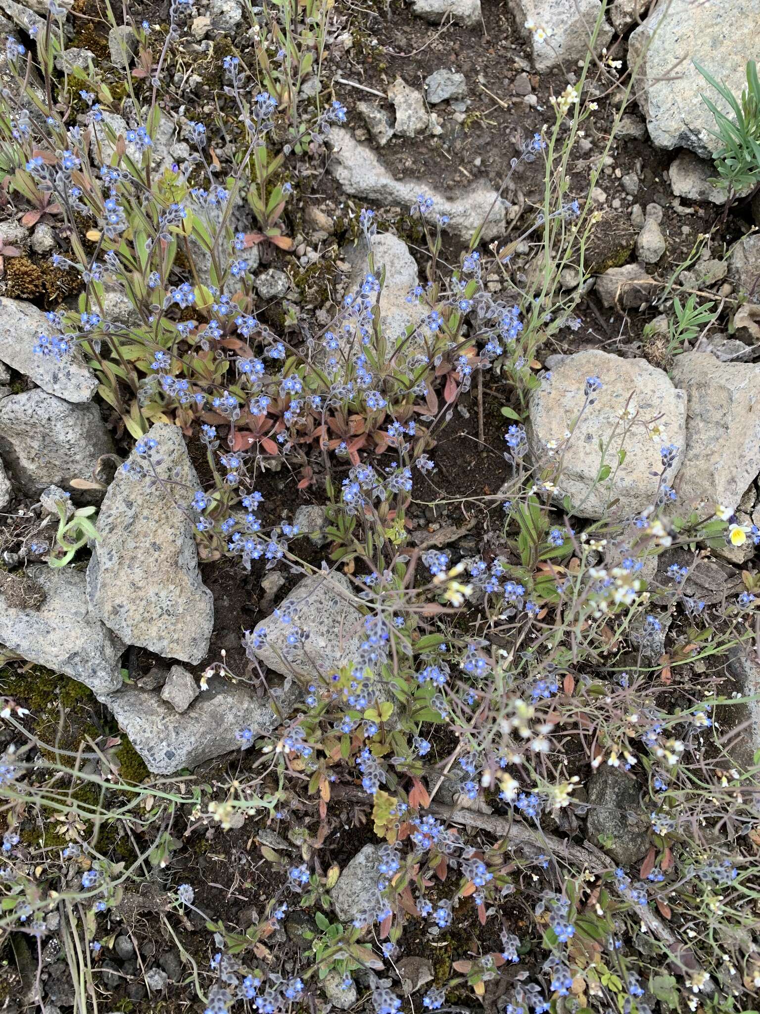 Image of Early Forget-me-not