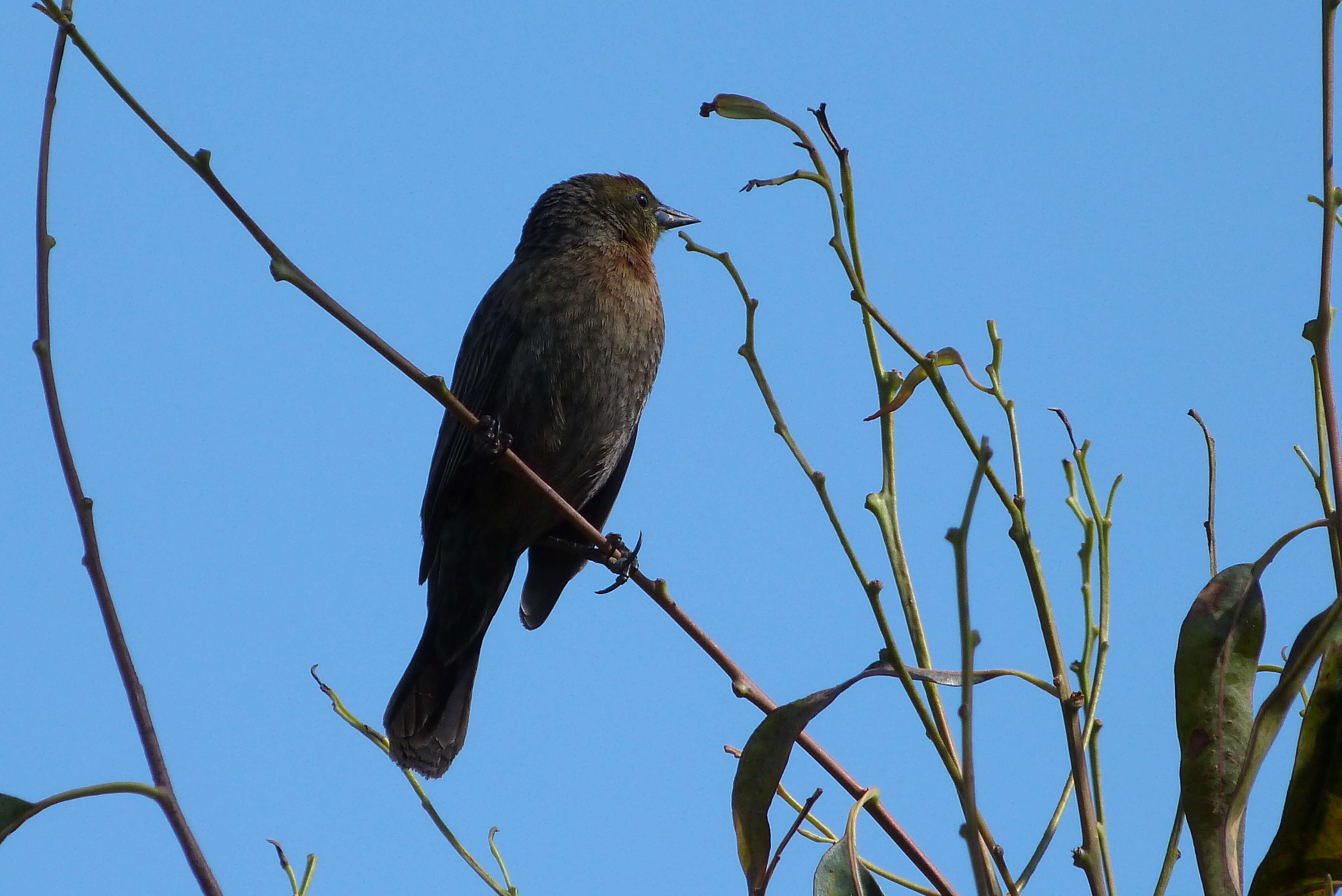 Chrysomus ruficapillus (Vieillot 1819) resmi