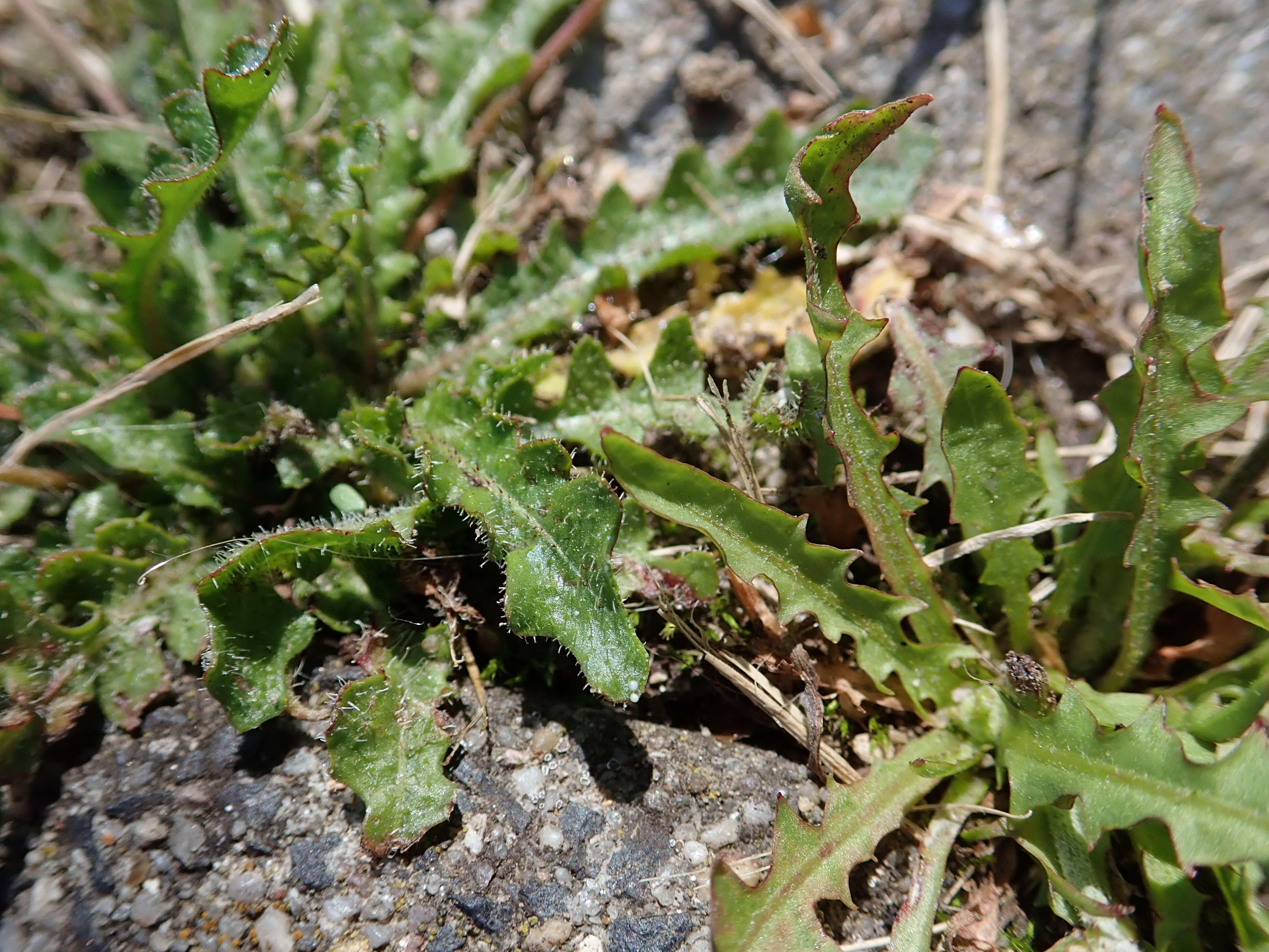 Image of lesser hawkbit