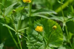 Image de Ranunculus cassubicus L.