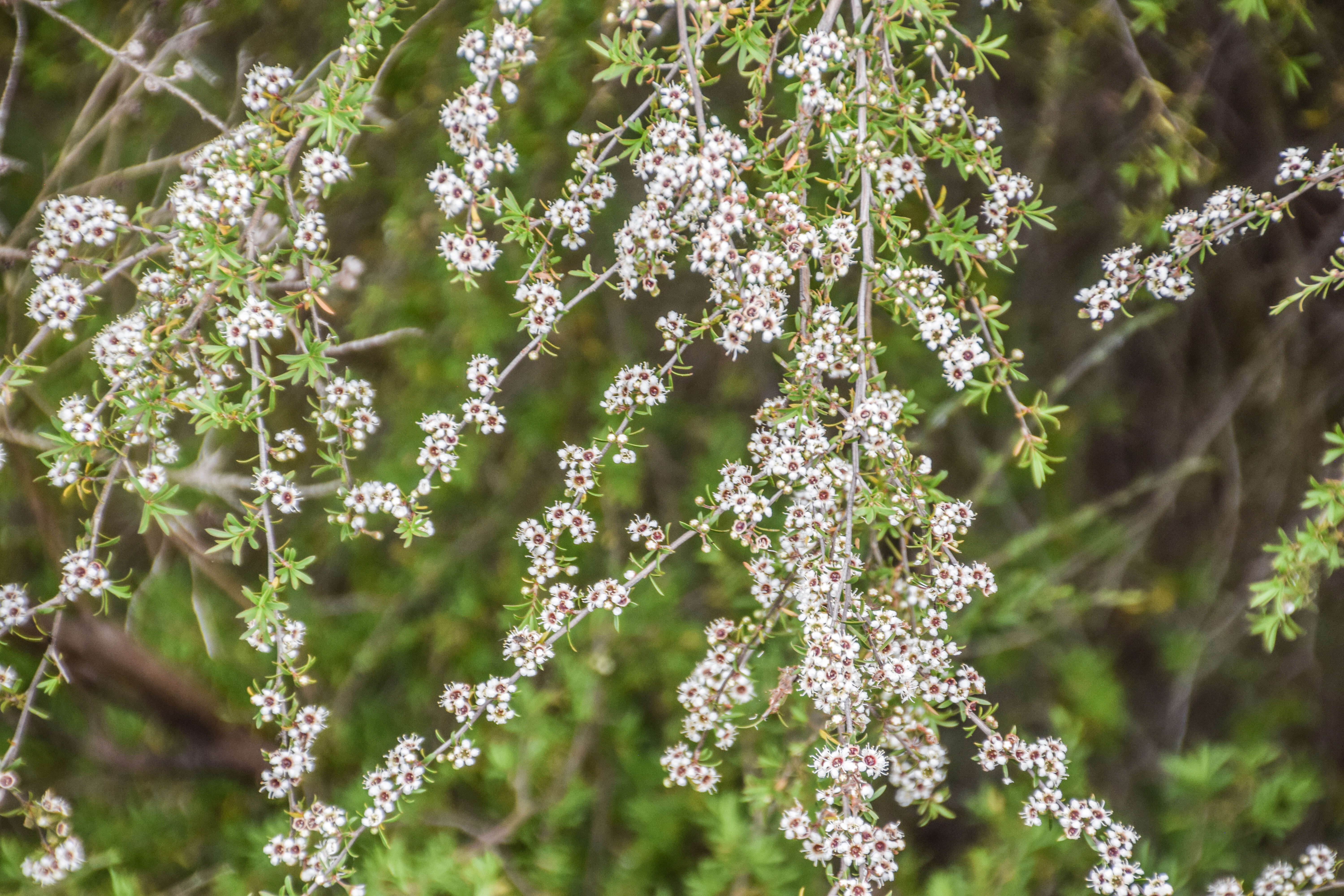 Sivun Kunzea ericoides (A. Rich.) J. Thompson kuva