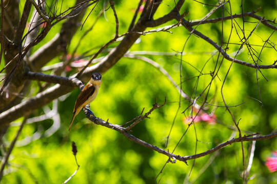 Pachyramphus aglaiae (Lafresnaye 1839) resmi