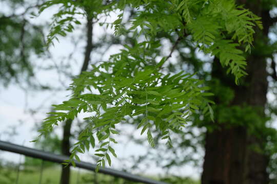 Image of Honey Locust