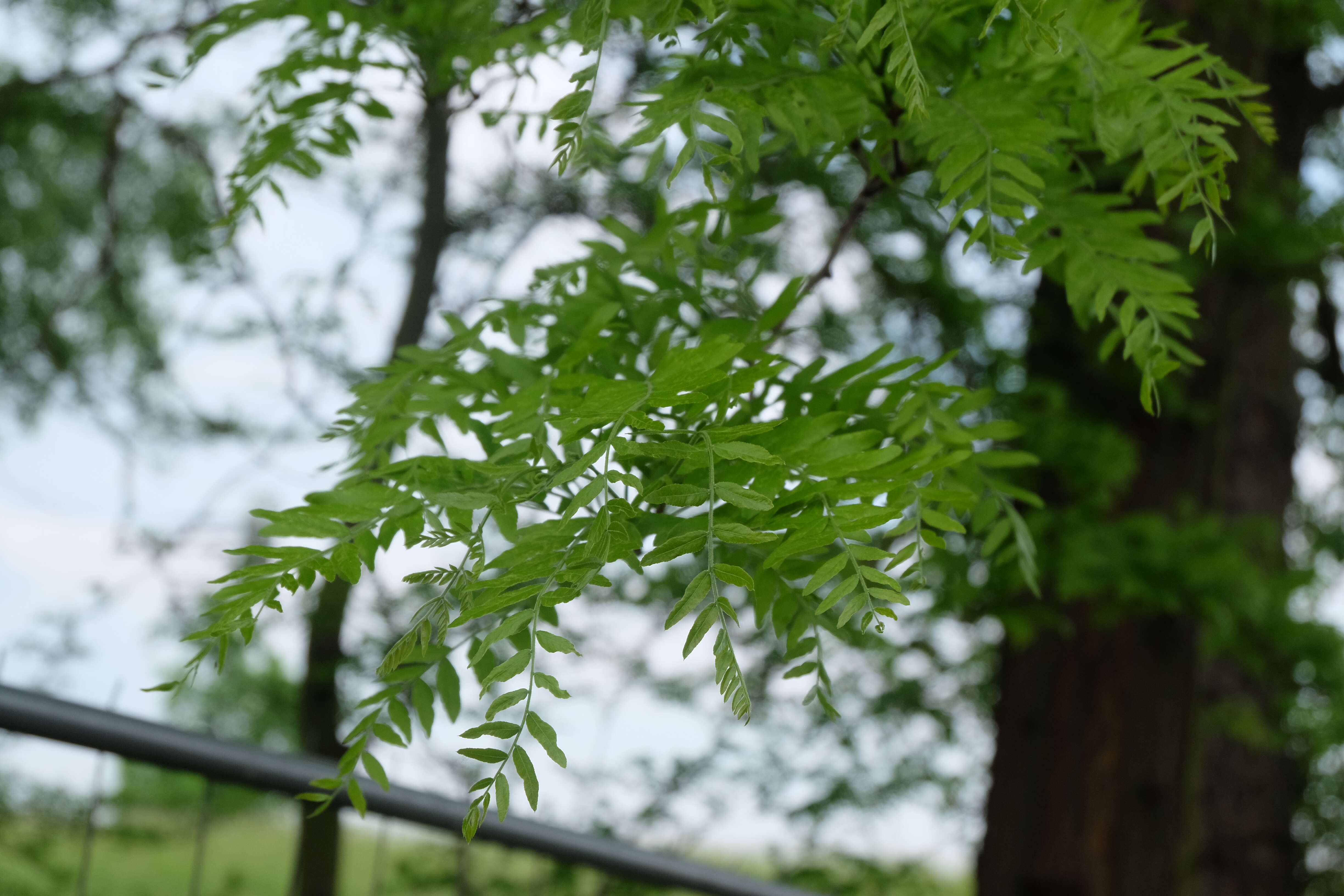 Plancia ëd Gleditsia triacanthos L.