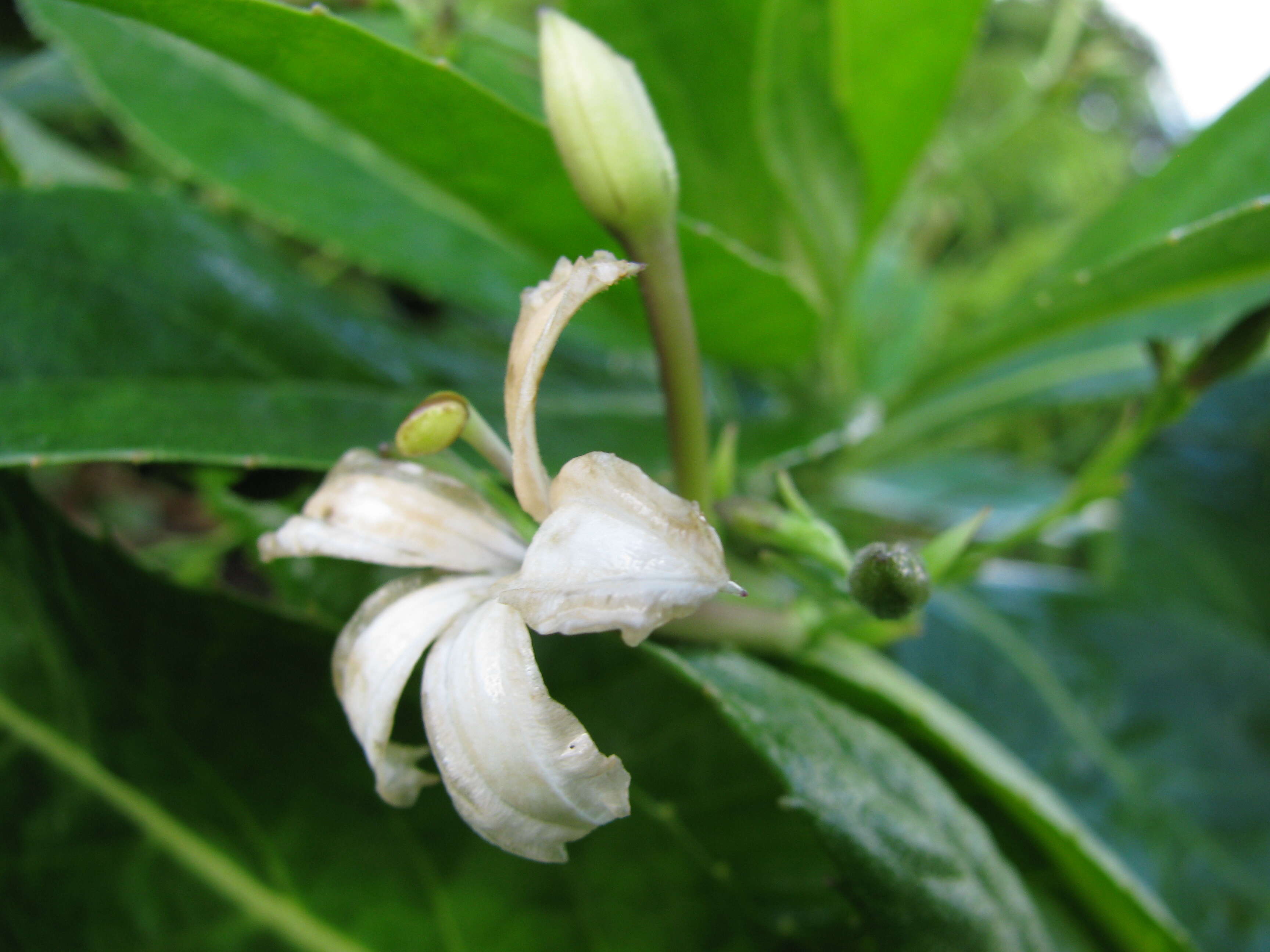 Imagem de Scaevola chamissoniana Gaud.