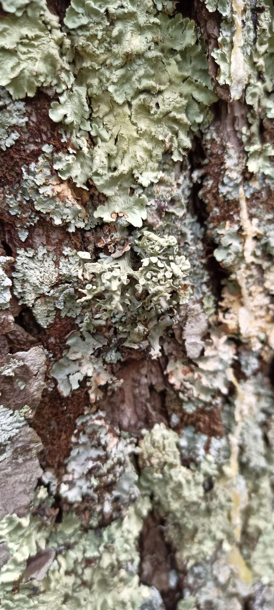 Image of Cartilage lichen