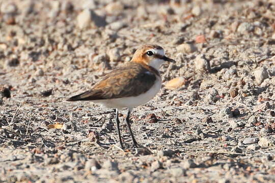 Слика од Charadrius ruficapillus Temminck 1821