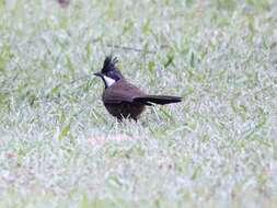 Image of Eastern Whipbird