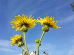 Image of marsh sow-thistle