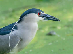 Image of Night Herons