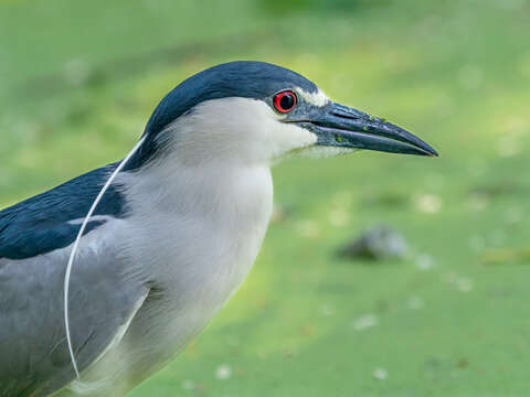 Image of Night Herons