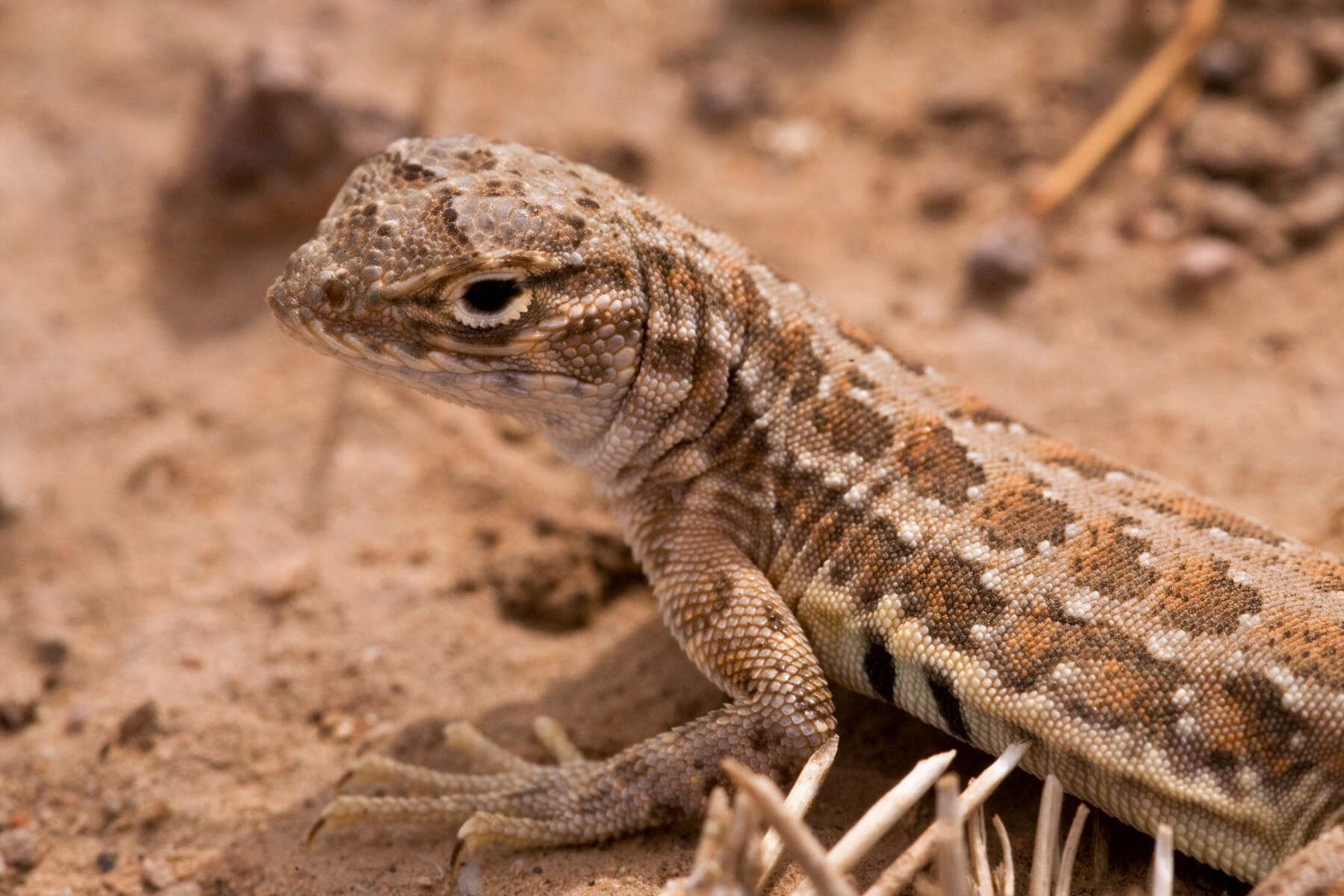 Image of Lesser Earless Lizard