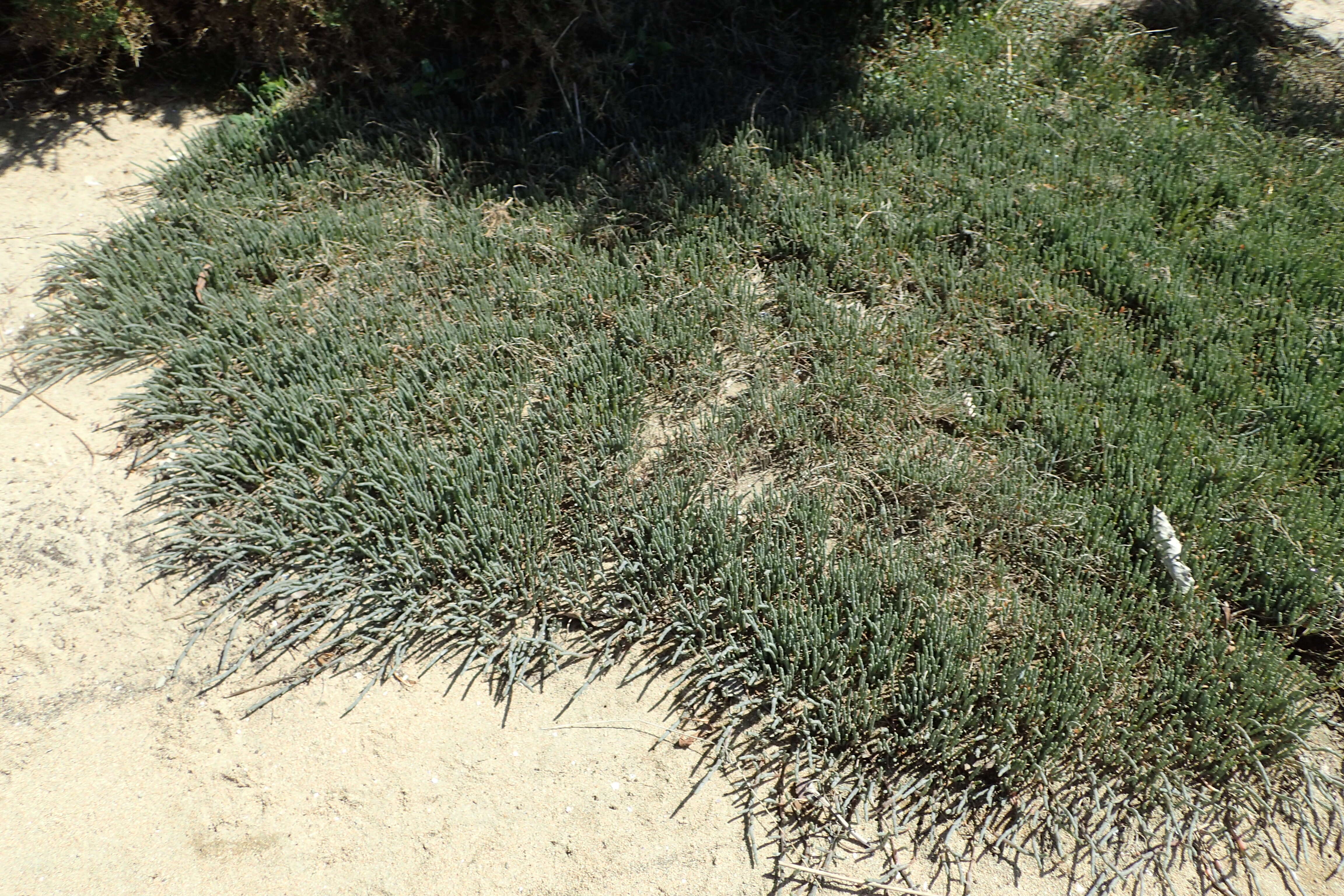 Image of Salicornia quinqueflora subsp. quinqueflora