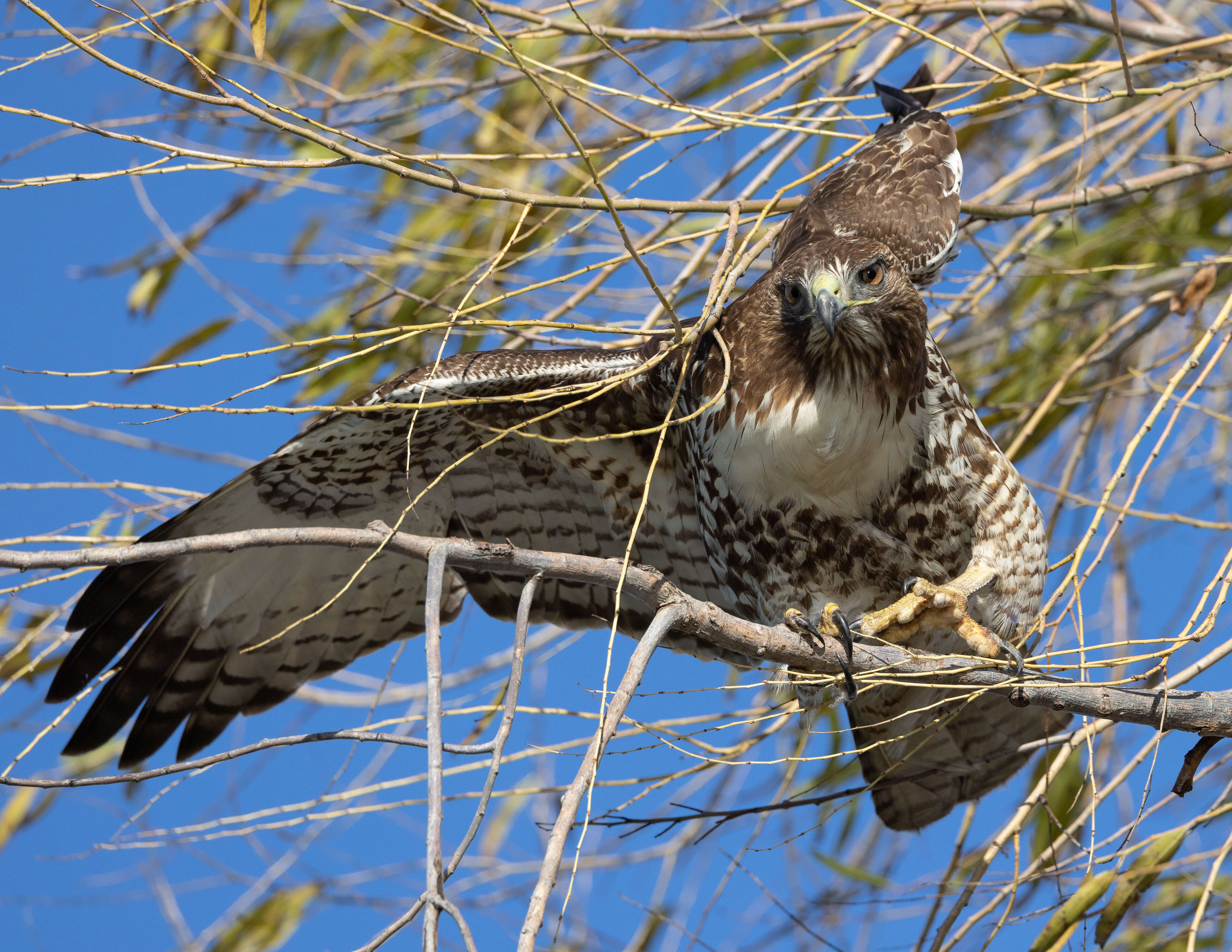 Image of Red-tailed Hawk