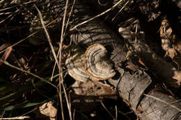 Image of Trametes hirsuta (Wulfen) Lloyd 1924