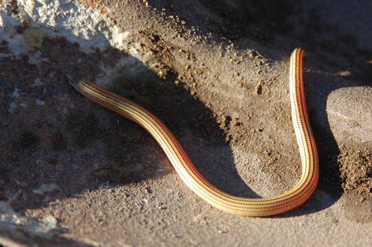 Image of Linnaeus' Lance Skink