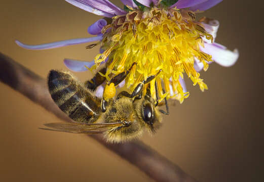 Image of New York aster