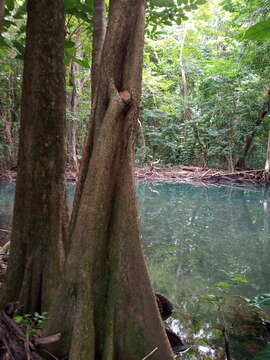 Image of dragonsblood tree