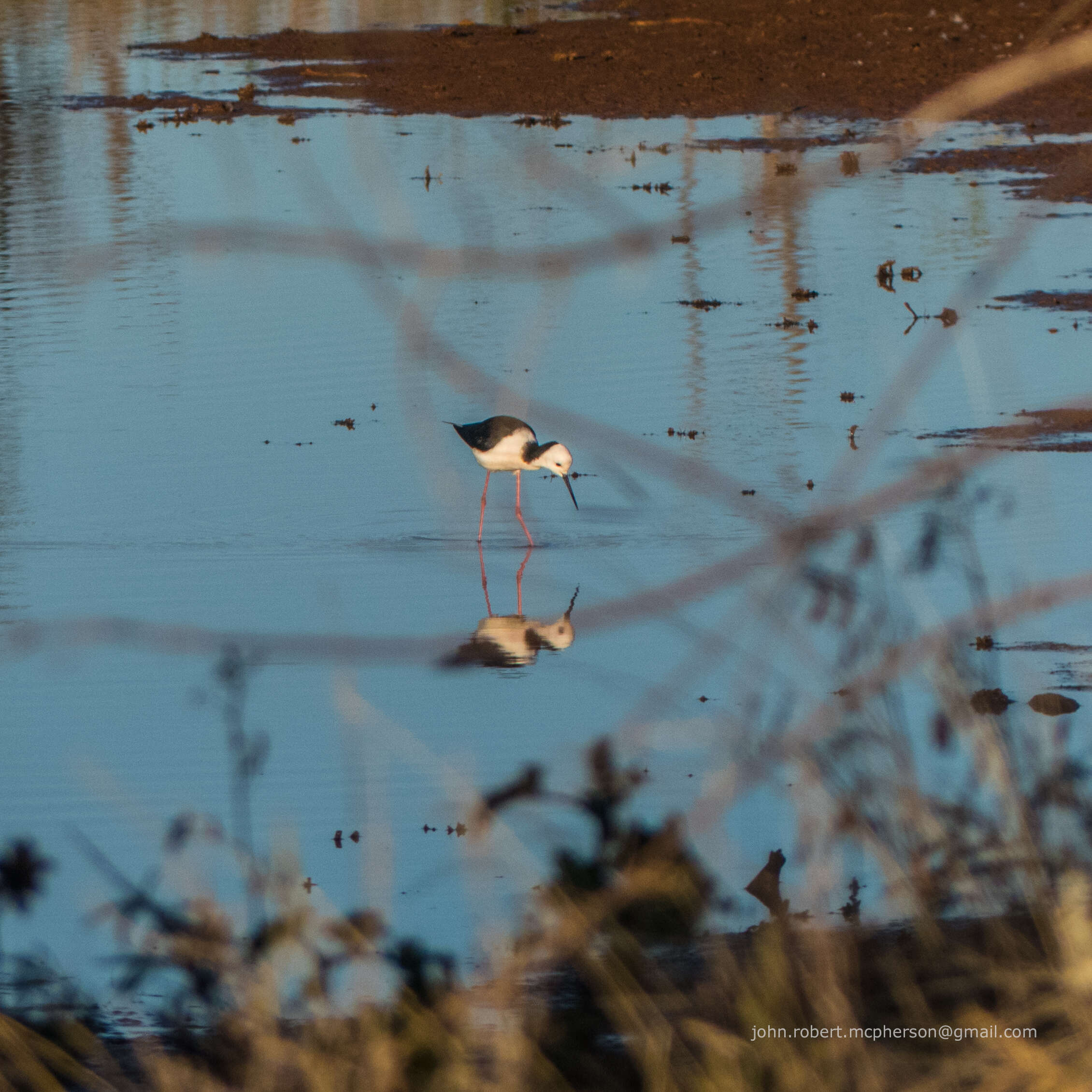 Image of Pied Stilt