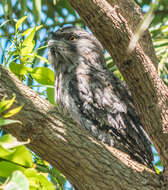 Image of Tawny Frogmouth