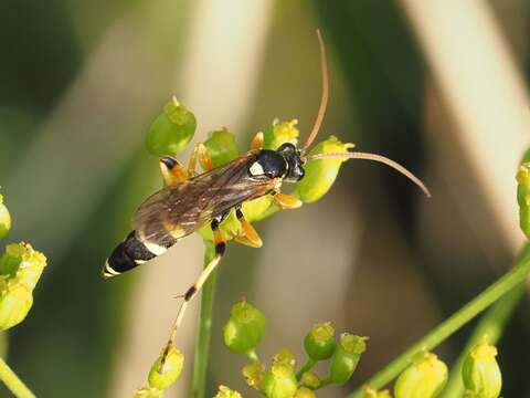 Sivun Ichneumon sarcitorius Linnaeus 1758 kuva