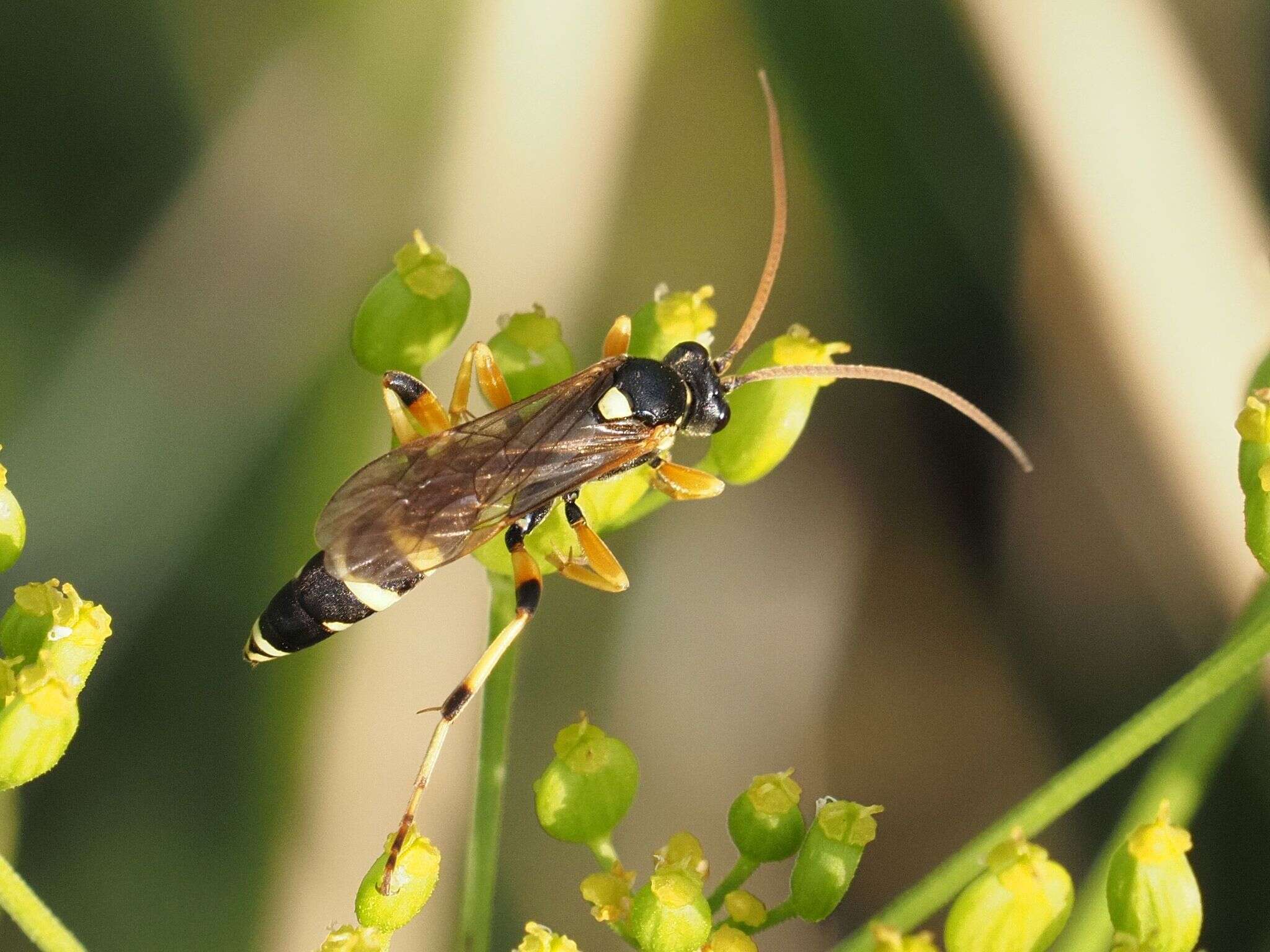 Image of Ichneumon sarcitorius Linnaeus 1758