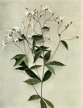 Plancia ëd Gillenia trifoliata (L.) Moench