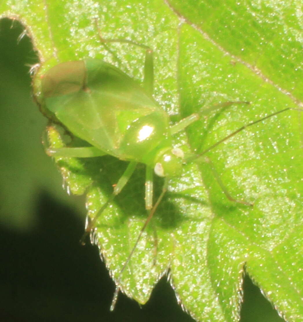 Image of Lygocoris