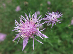 Image of spotted knapweed