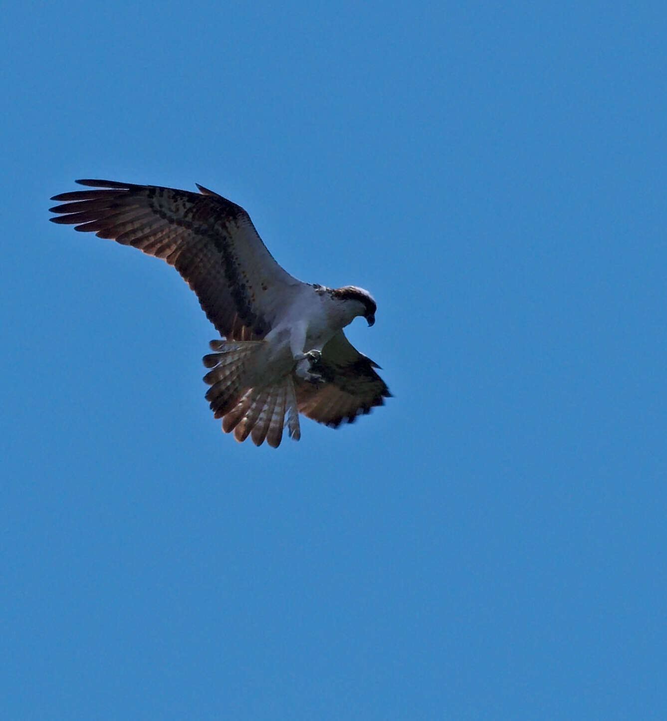 Image of ospreys