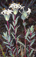 Image of Pimelea glauca R. Br.