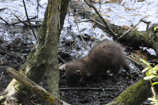 Image of European Pine Marten