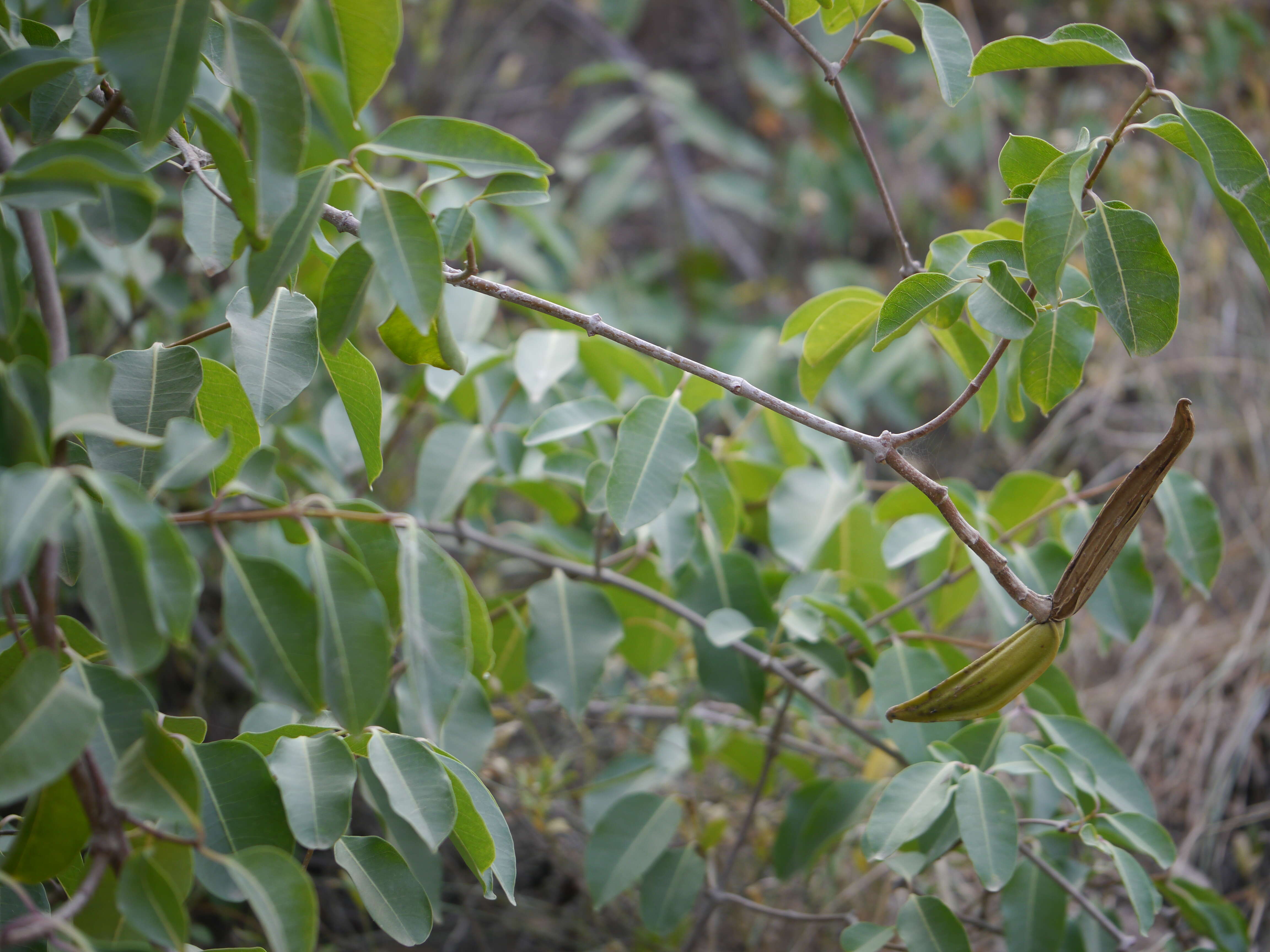 Image of Palay rubbervine