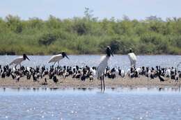 Image of Jabiru Hellmayr 1906