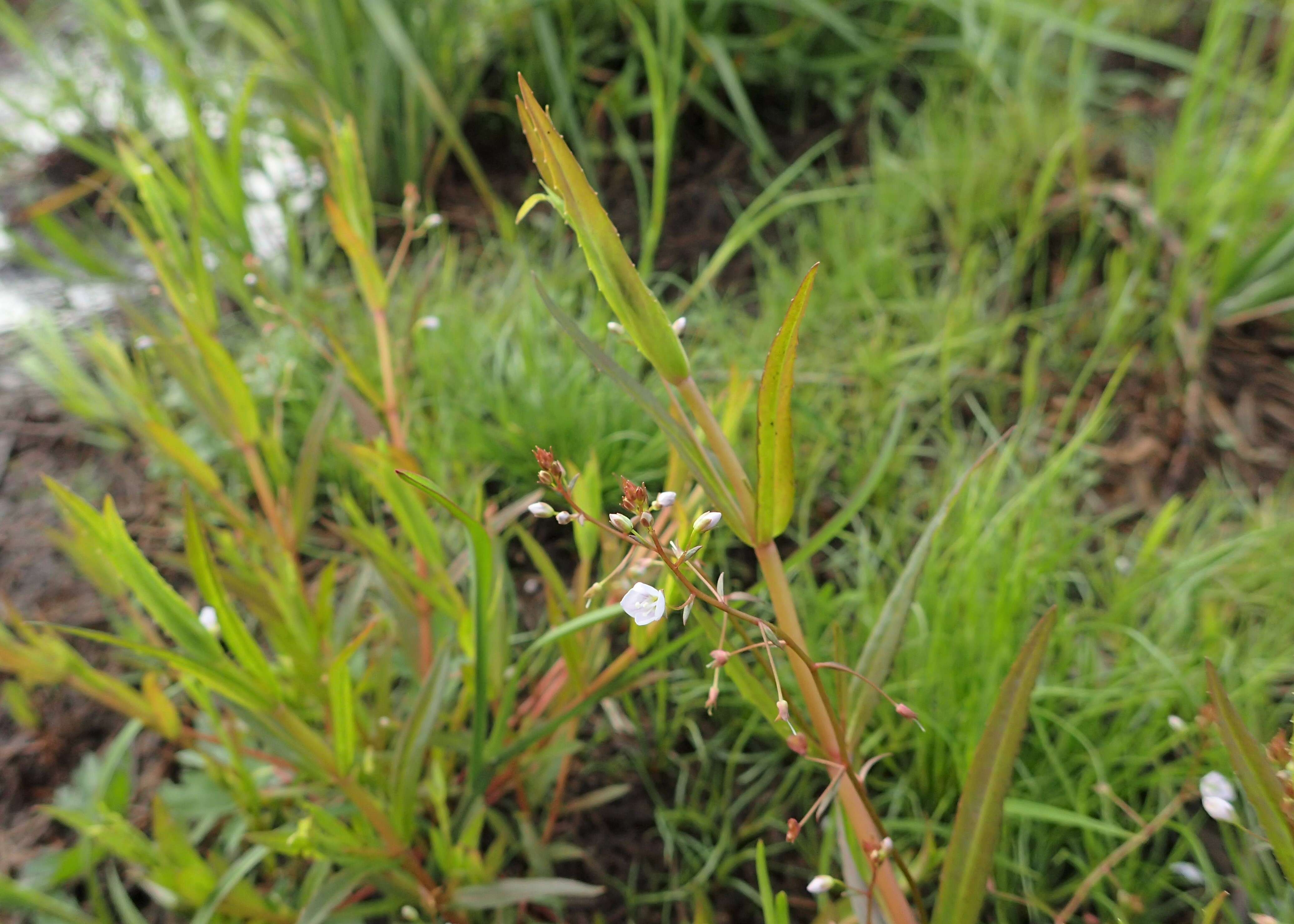 Image of Marsh Speedwell