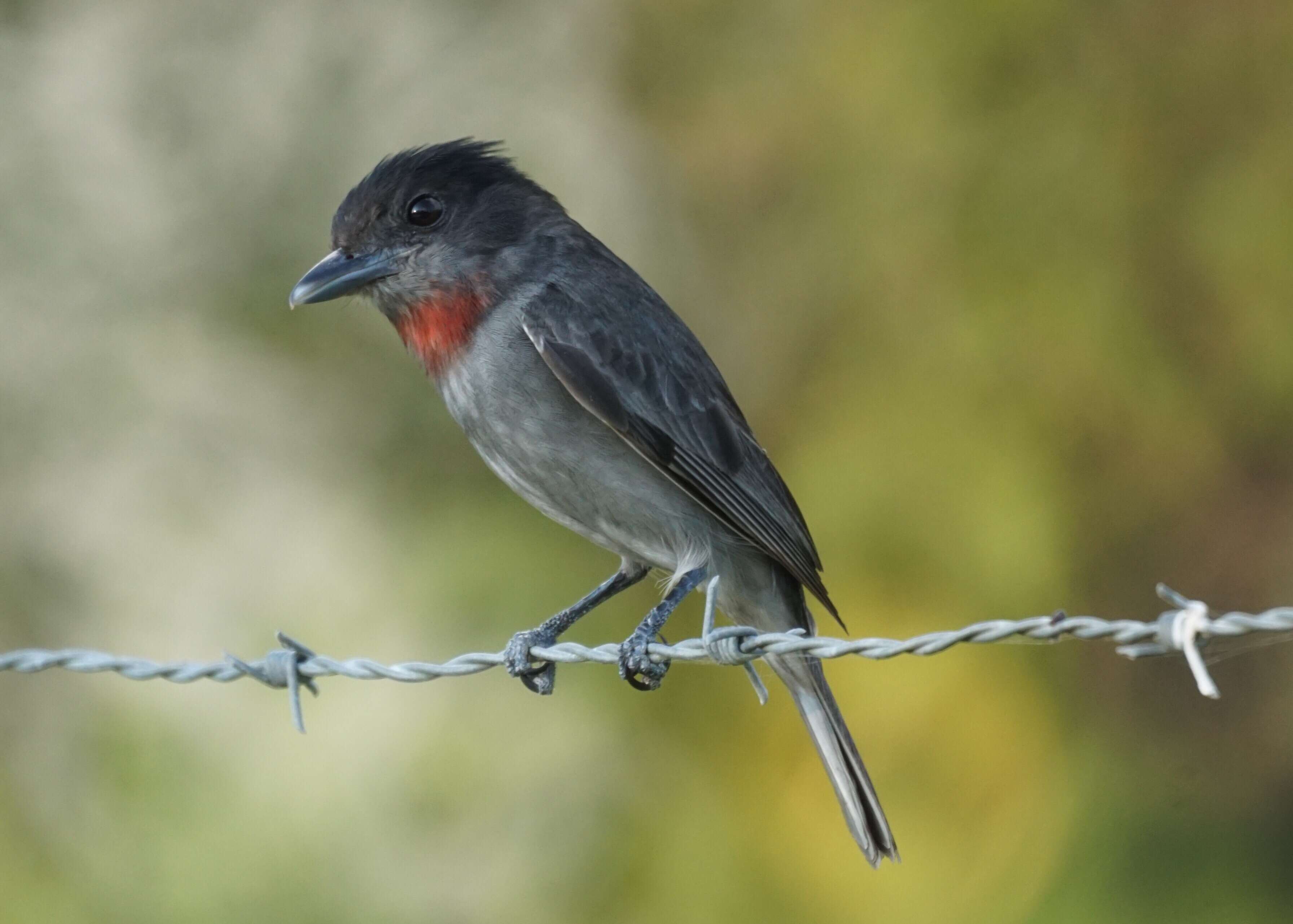 Pachyramphus aglaiae (Lafresnaye 1839) resmi