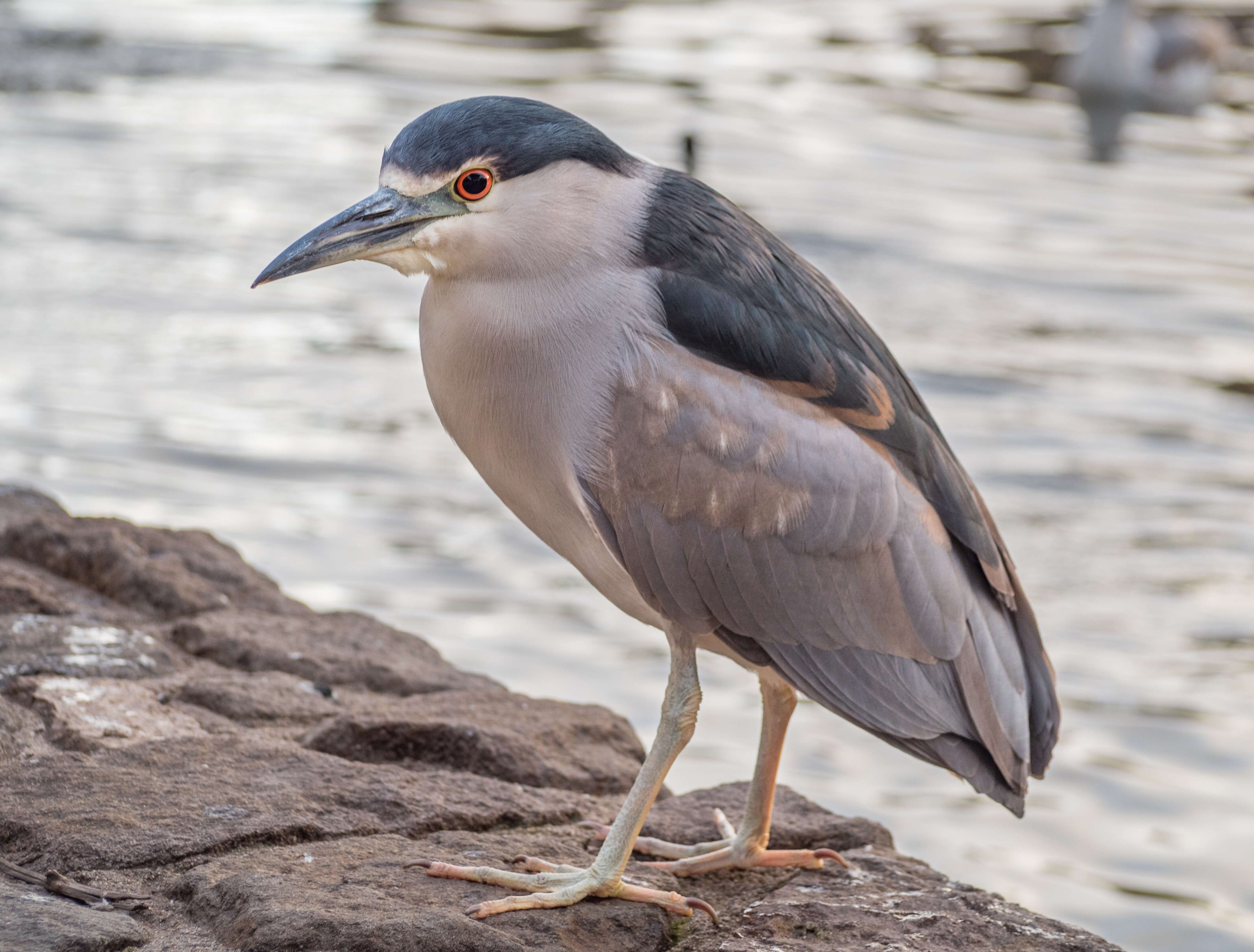 Image of Night Herons