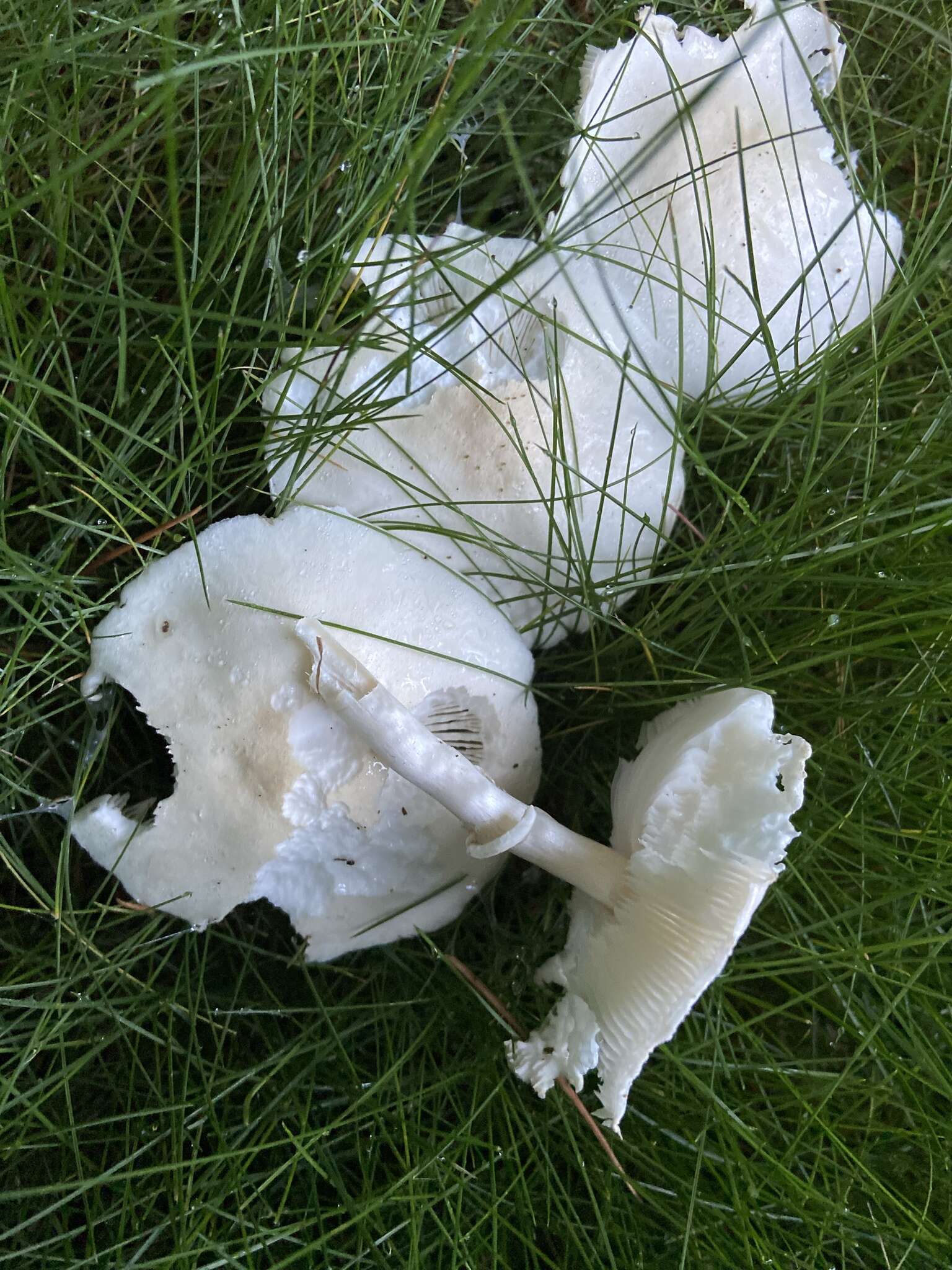 Image of Leucoagaricus leucothites (Vittad.) Wasser 1977