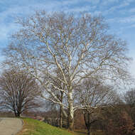 Imagem de Platanus occidentalis L.