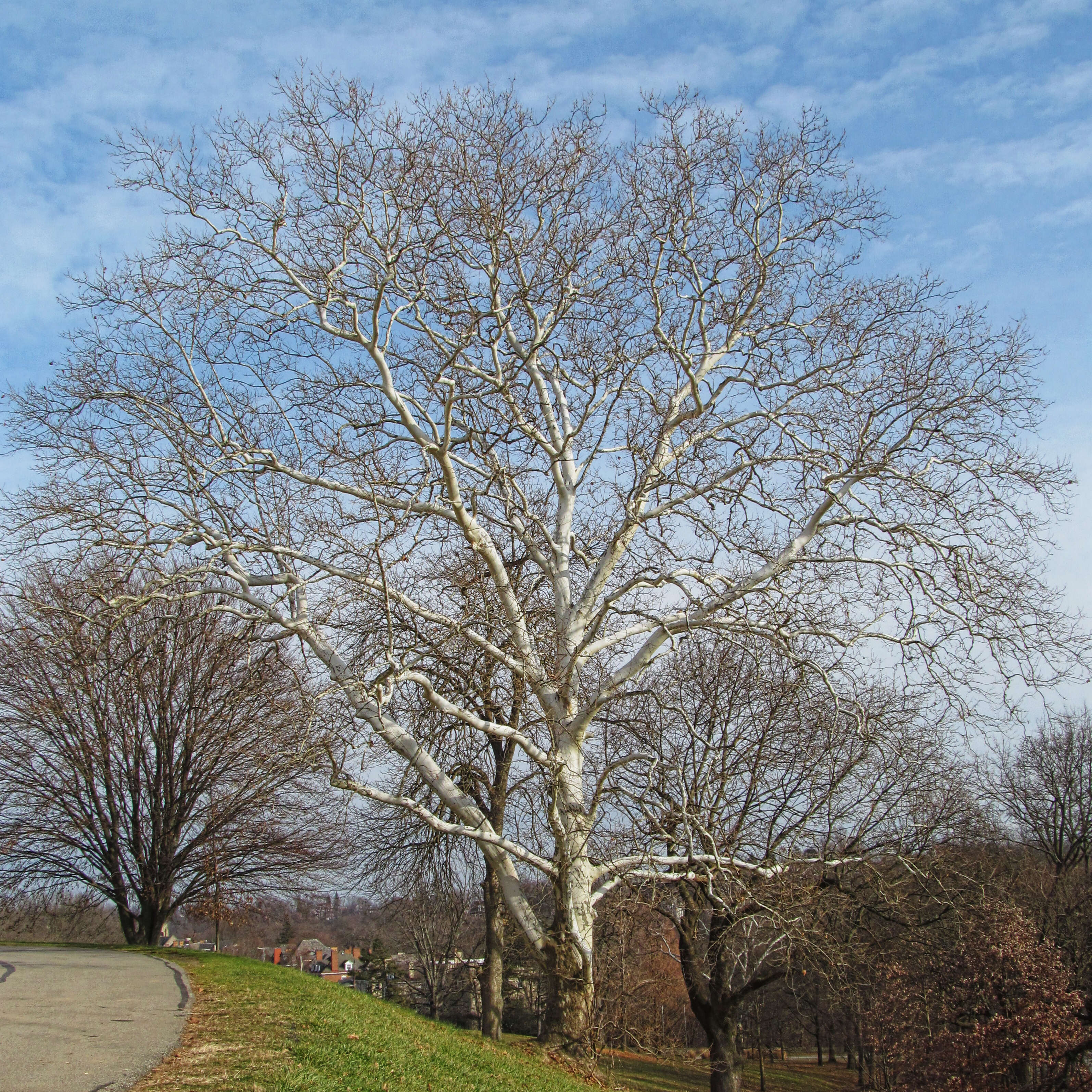 Image of American sycamore