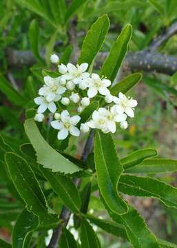 Image of narrowleaf firethorn