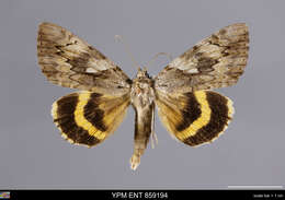 Image of Yellow-banded Underwing