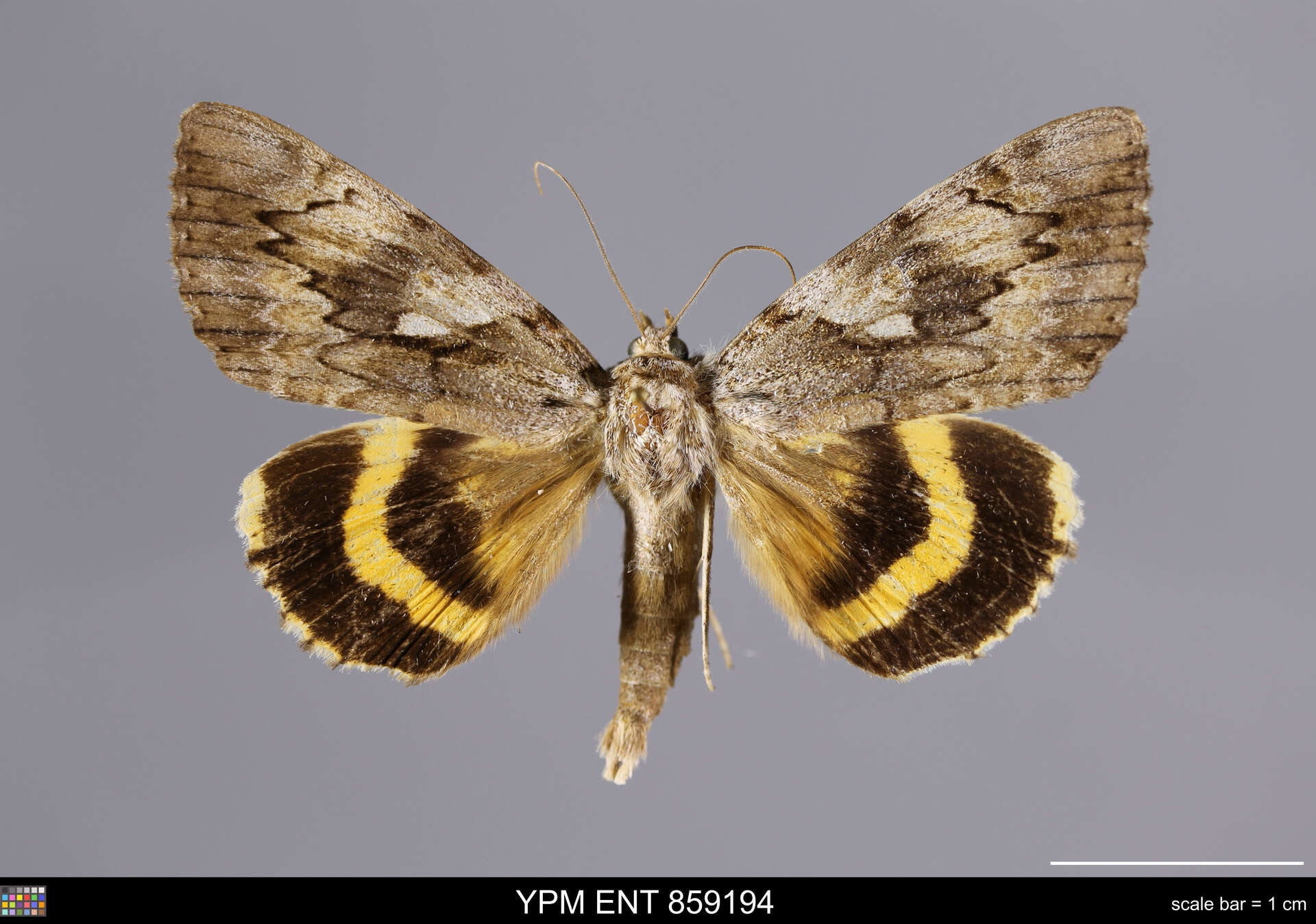 Image of Yellow-banded Underwing