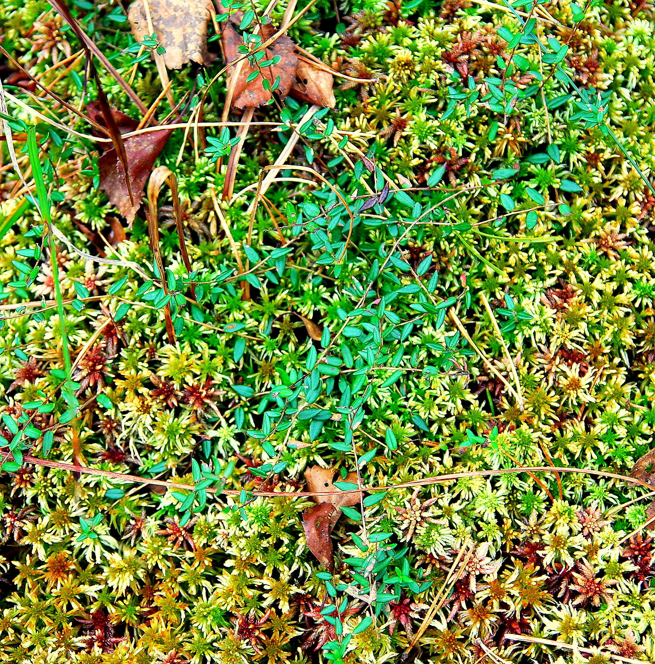 Image of Bog Cranberry