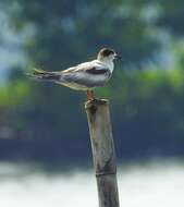 Image of Whiskered Tern