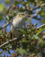 Image of Sedge Warbler