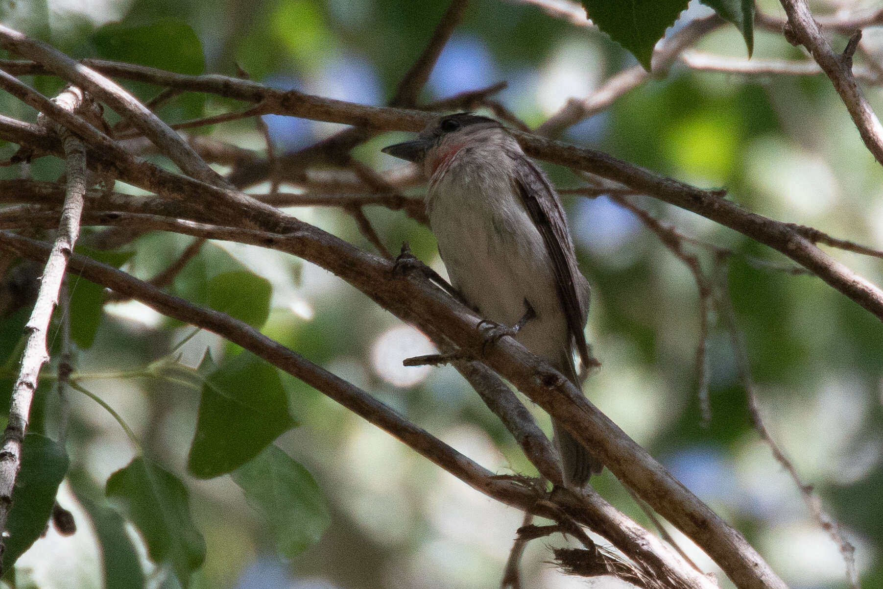 Pachyramphus aglaiae (Lafresnaye 1839) resmi