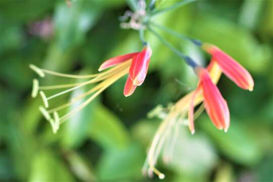 Image of Eucrosia bicolor Ker Gawl.